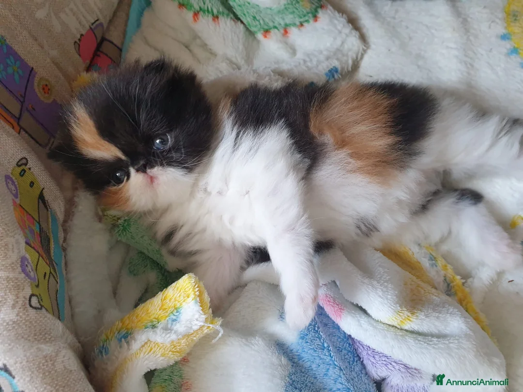 Persiano gatti in vendita: gattini persiani - Annuncio 11