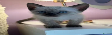 Siamese 1