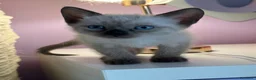 Siamese gatti in vendita: Bellissimi cuccioli siamesi maschio e femmina - Annuncio 8