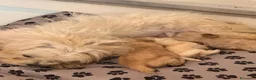 Maltipoo cani in vendita: Splendida cucciolata di Maltipoo - Annuncio 17