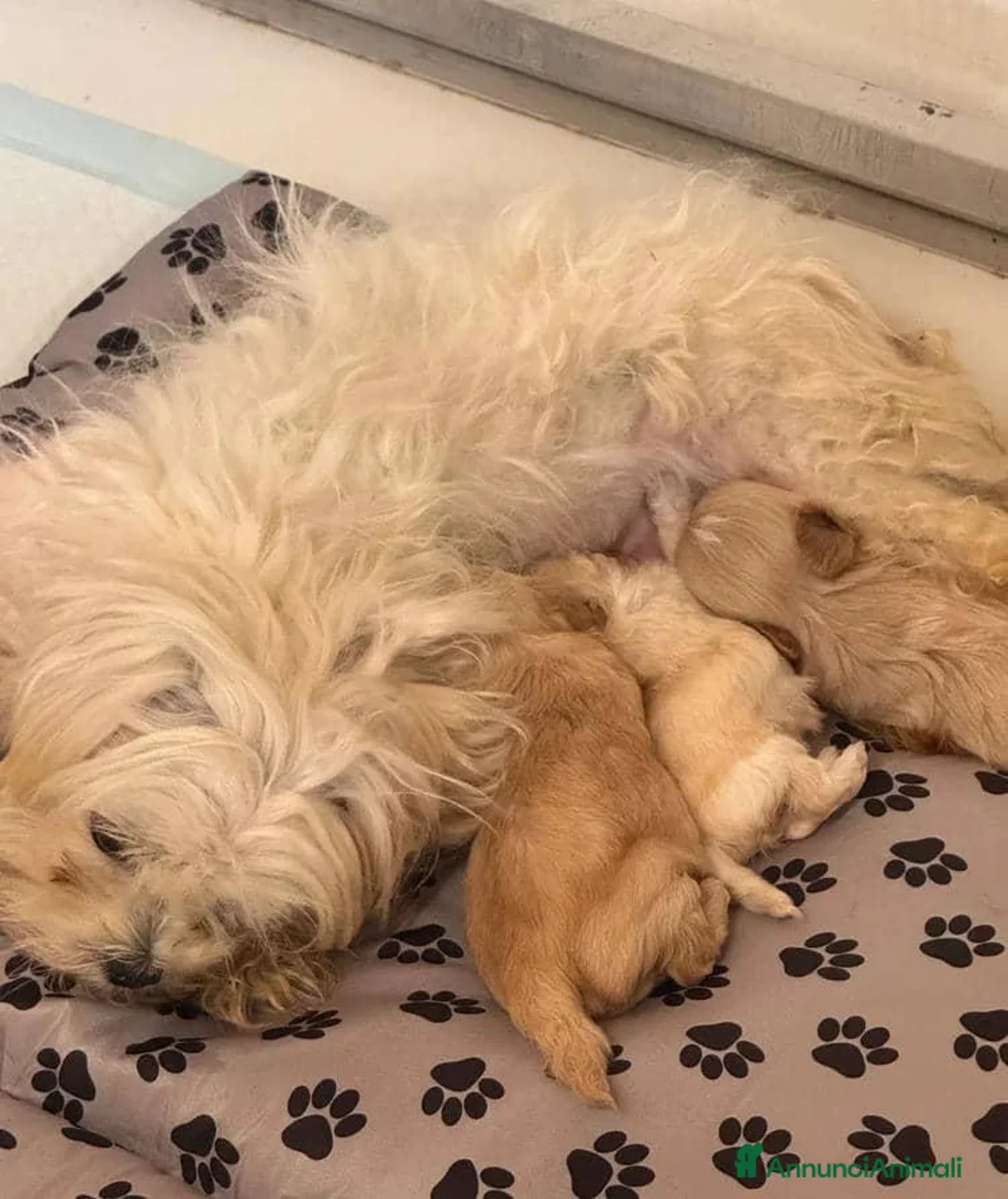Maltipoo cani in vendita: Splendida cucciolata di Maltipoo - Annuncio 17
