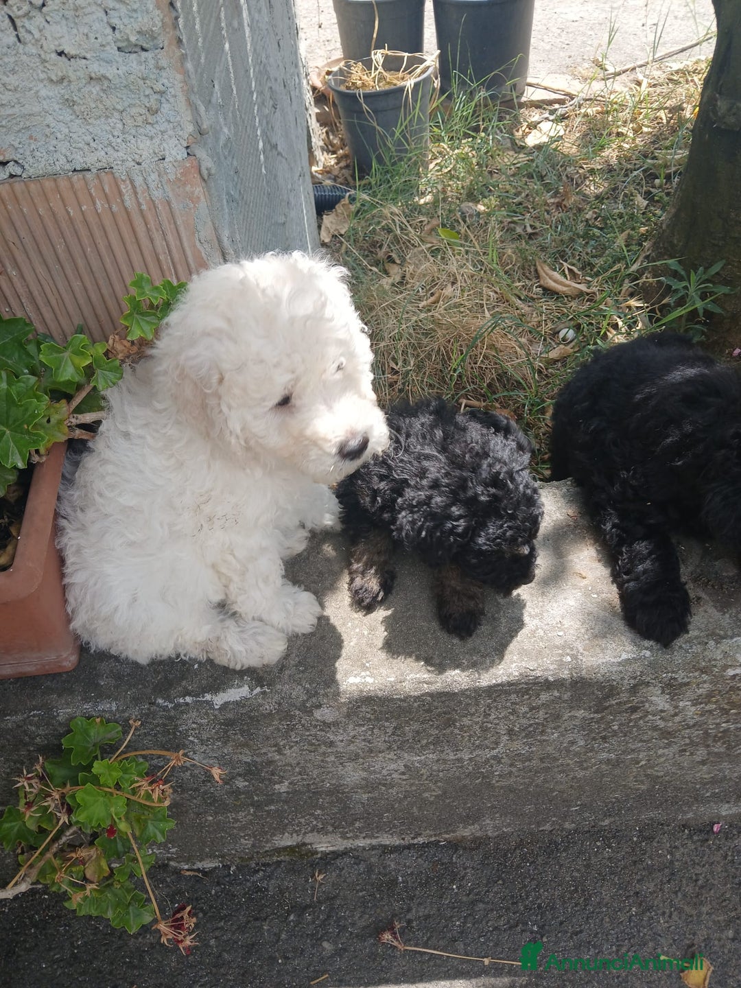Barboncino cani in vendita: Barboncino Nano a Provincia di Avellino - Immagine 2