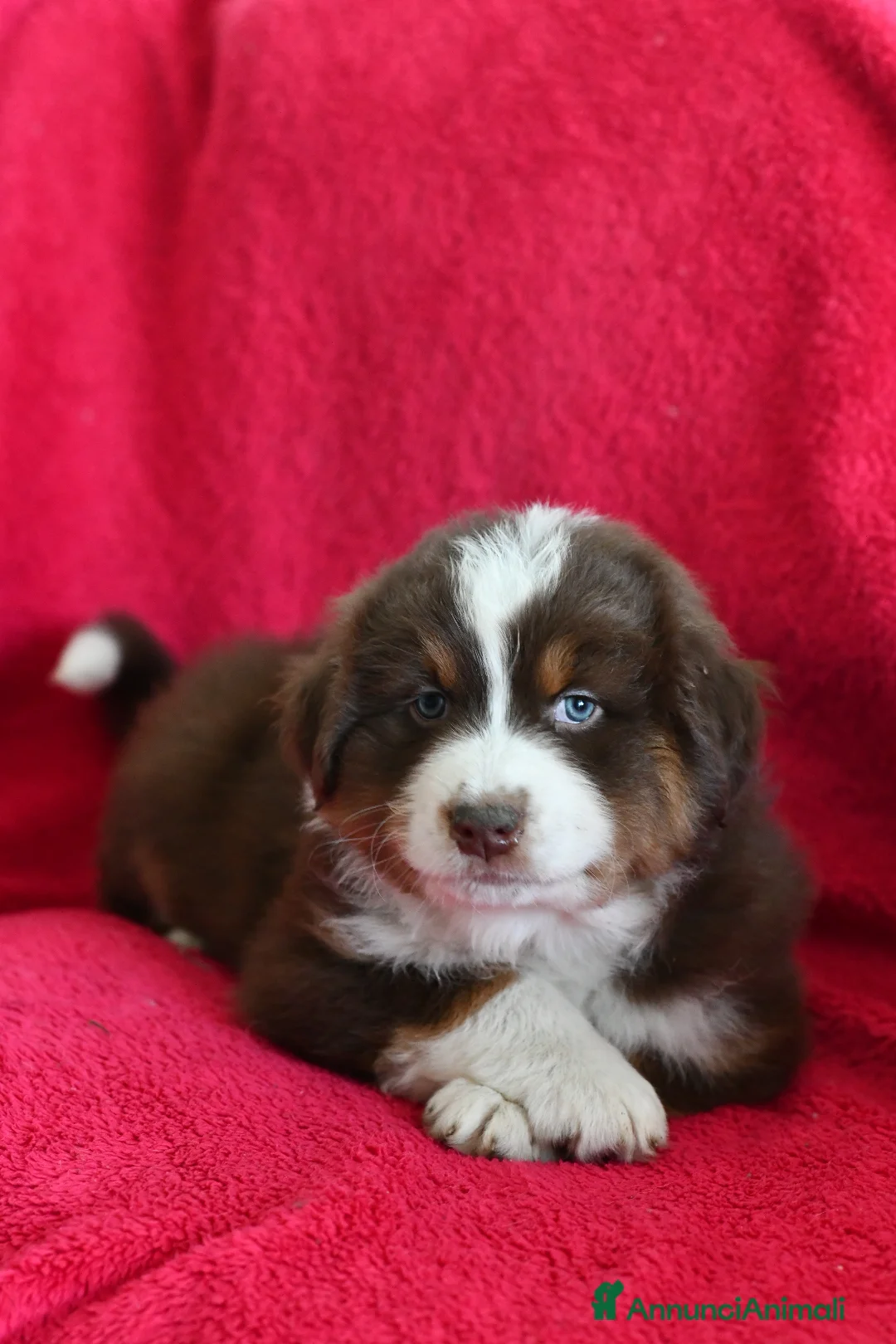 Australian Shepherd cani in vendita: Cuccioli di Pastore Australiano  - Annuncio 11