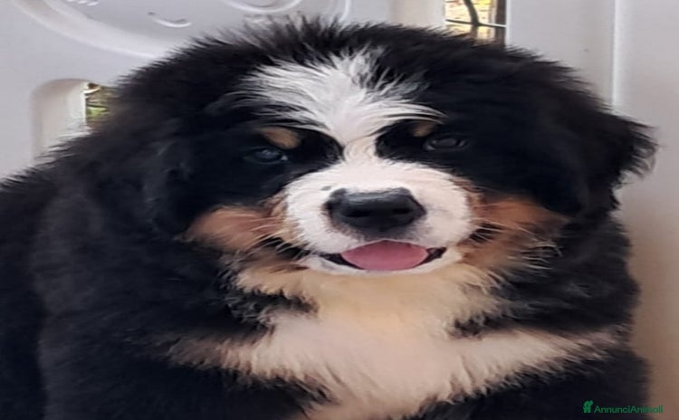 Bovaro del Bernese cani a Provincia di Terni - Annuncio 1