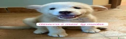 Meticcio cani in regalo: Meticci dolcissimi da adottare  a Provincia di Pavia - Annuncio 3