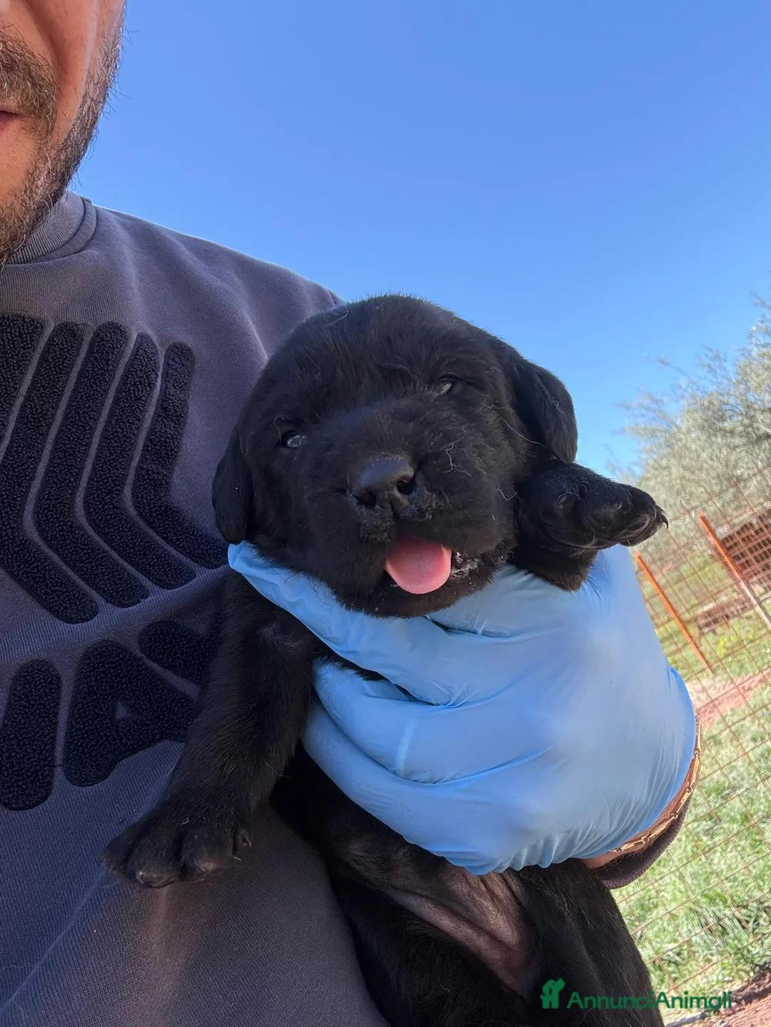 Labrador cani in vendita: Cuccioli Labrador  - Annuncio 2