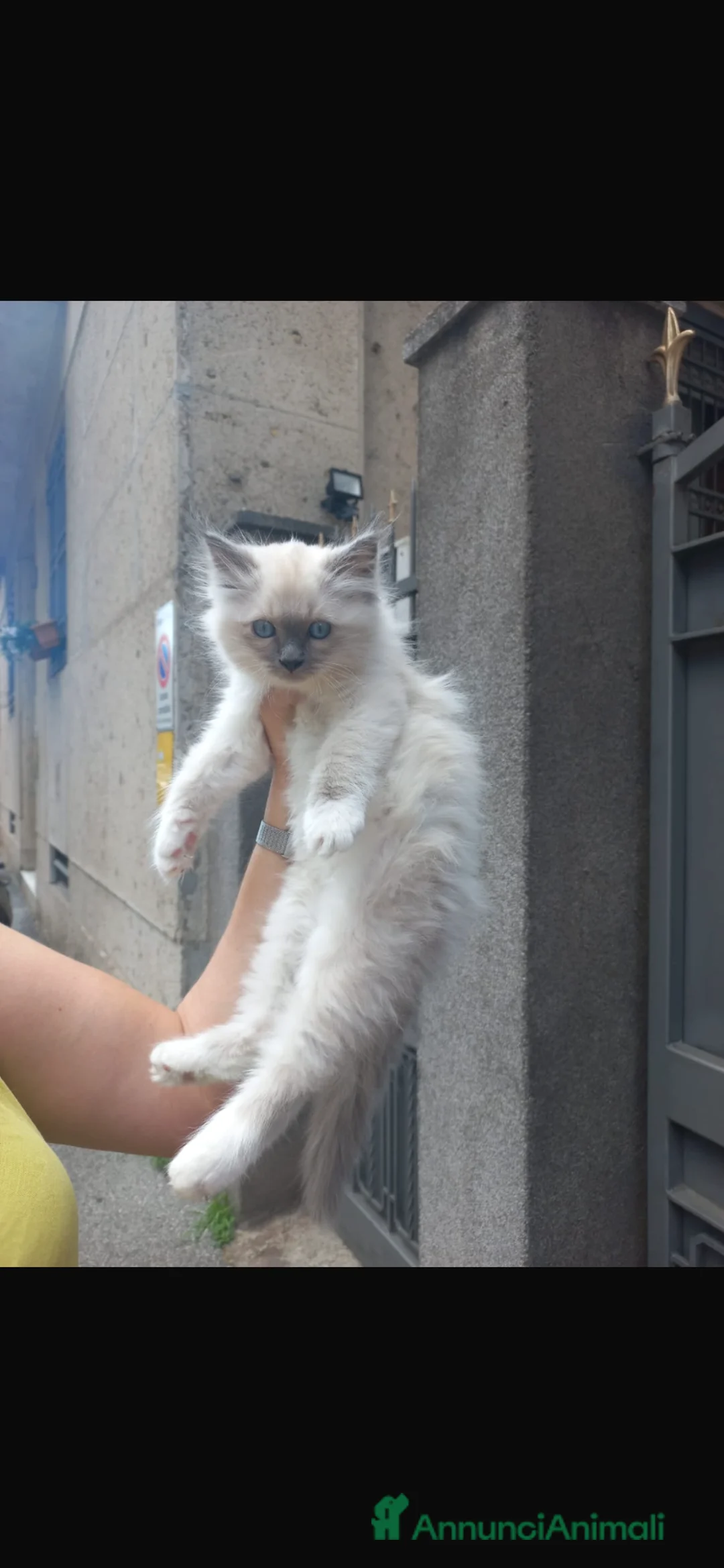 Sacro di Birmania gatti in vendita: Sacro di Birmania Blue Point  - Annuncio 7