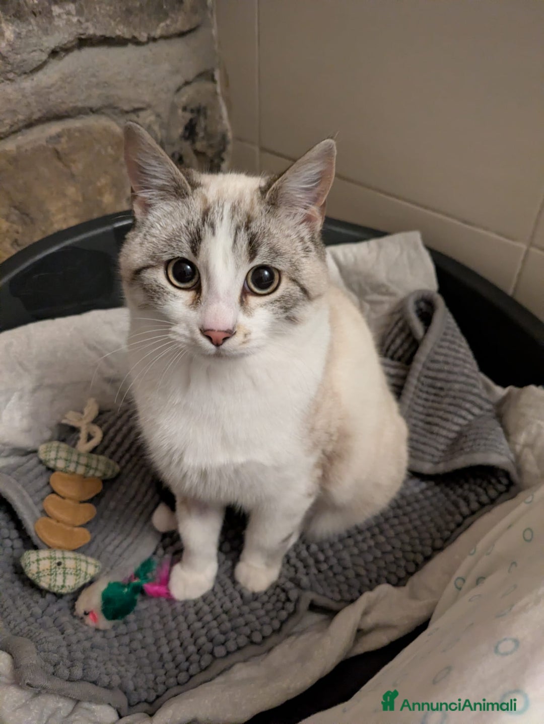 Meticcio gatti in regalo: Spritz e Bailey bellissimi mici giovanotti - Annuncio 6