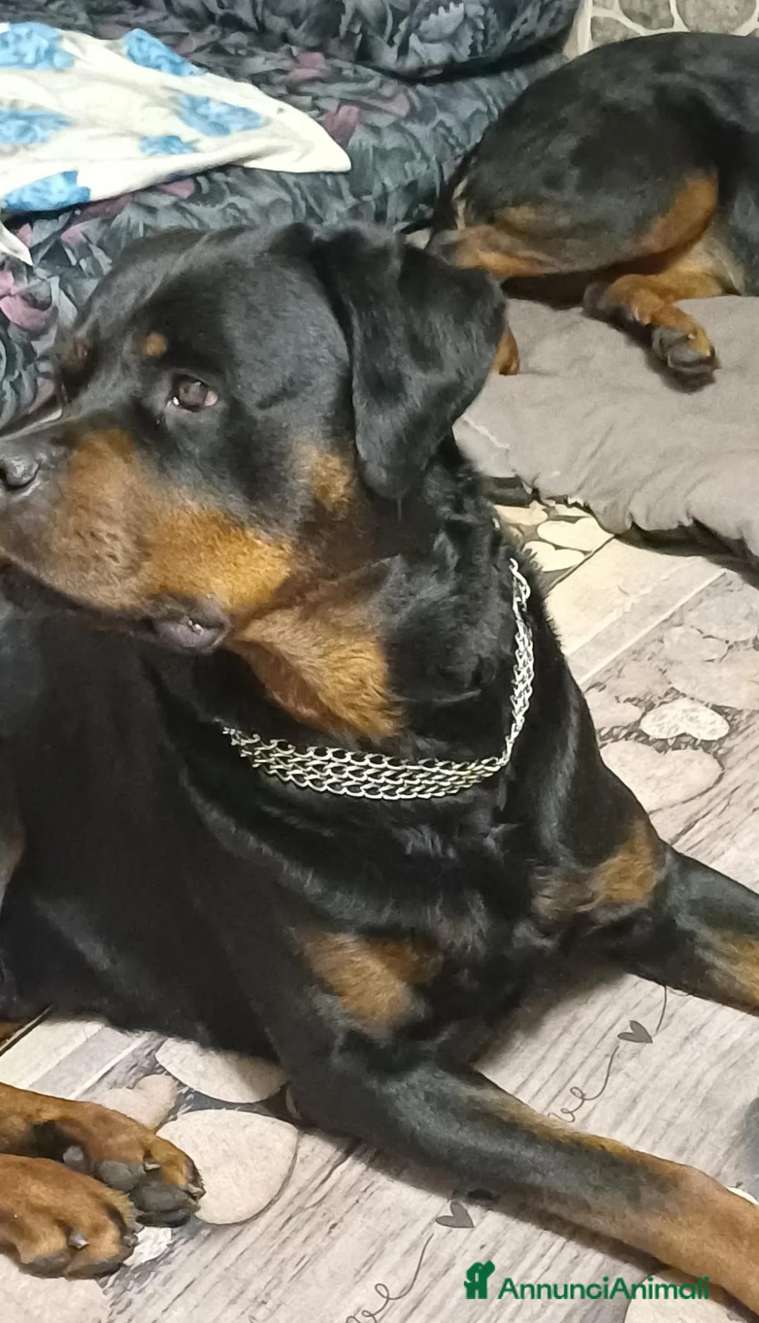 Rottweiler cani in vendita: Cuccioli Rottweiler  - Annuncio 2