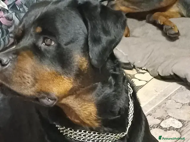 Rottweiler cani in vendita: Cuccioli Rottweiler - Annuncio 2