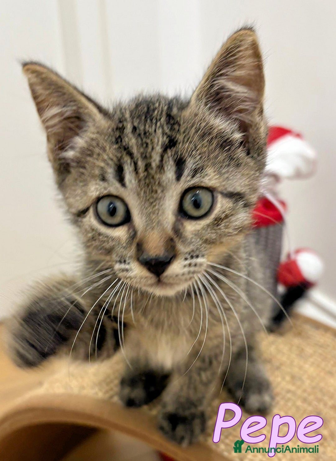 Certosino gatti in regalo:  ADOZIONE DI COPPIA  - Annuncio 4