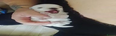 Maltese 3