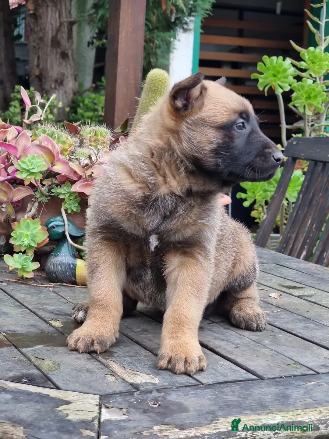Pastore Belga cani in vendita: Allevamento Cuccioli Pastore Belga Malinois Puglia a Città Metropolitana di Bari - Annuncio 5