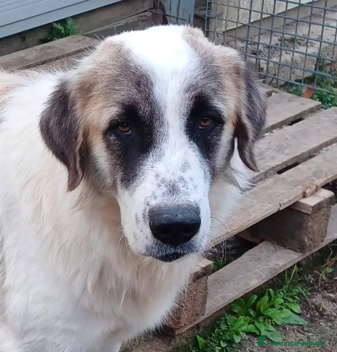 Meticcio cani in regalo: LUCA quanta solitudine! 40kg - Annuncio 4
