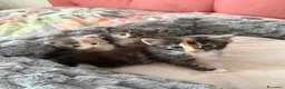Maine Coon gatti in vendita: Da Leo e alaska 5  fantastici cuccioli!!! - Annuncio 13