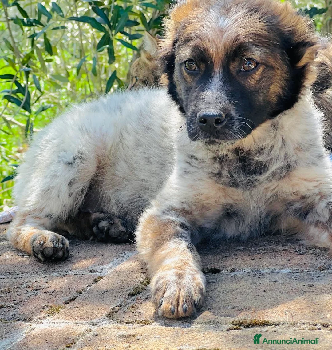 Meticcio cani in regalo: Chico 4 mesi taglia medio contenuta - Annuncio 7