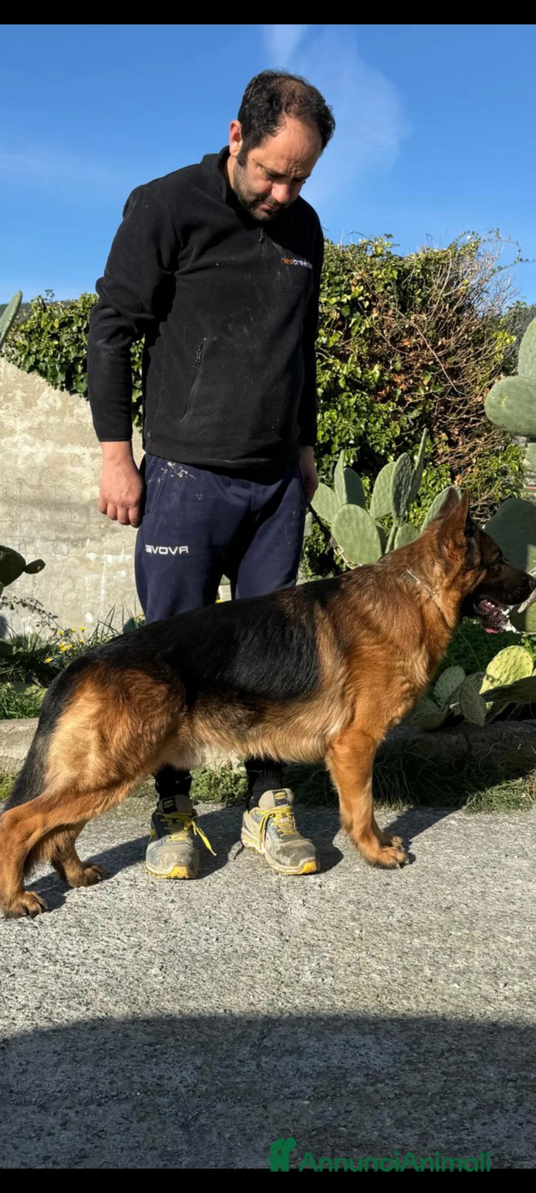Pastore Tedesco cani in vendita: Cuccioli di pastore tedesco  - Annuncio 3