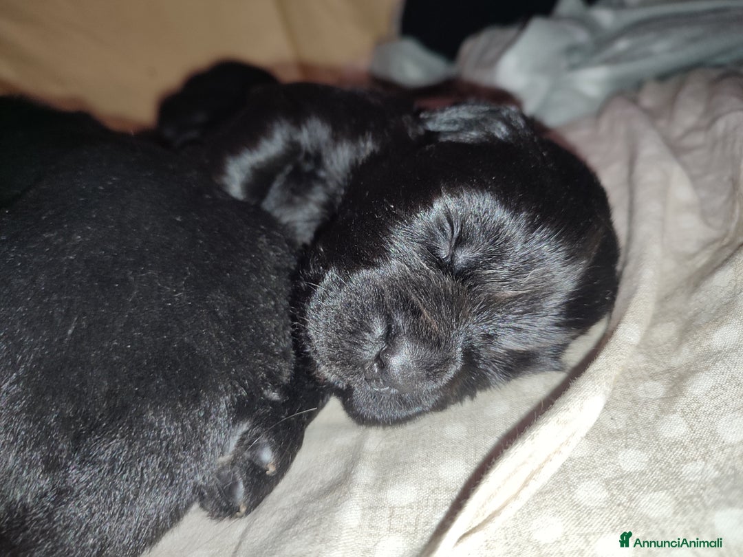 Terranova cani in vendita: Cuccioli di Terranova neri e brown - Annuncio 9