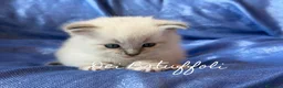 Siberiano gatti in vendita: Cuccioli Gatto Siberiano AFSI WCF, Alta genealogia - Annuncio 1