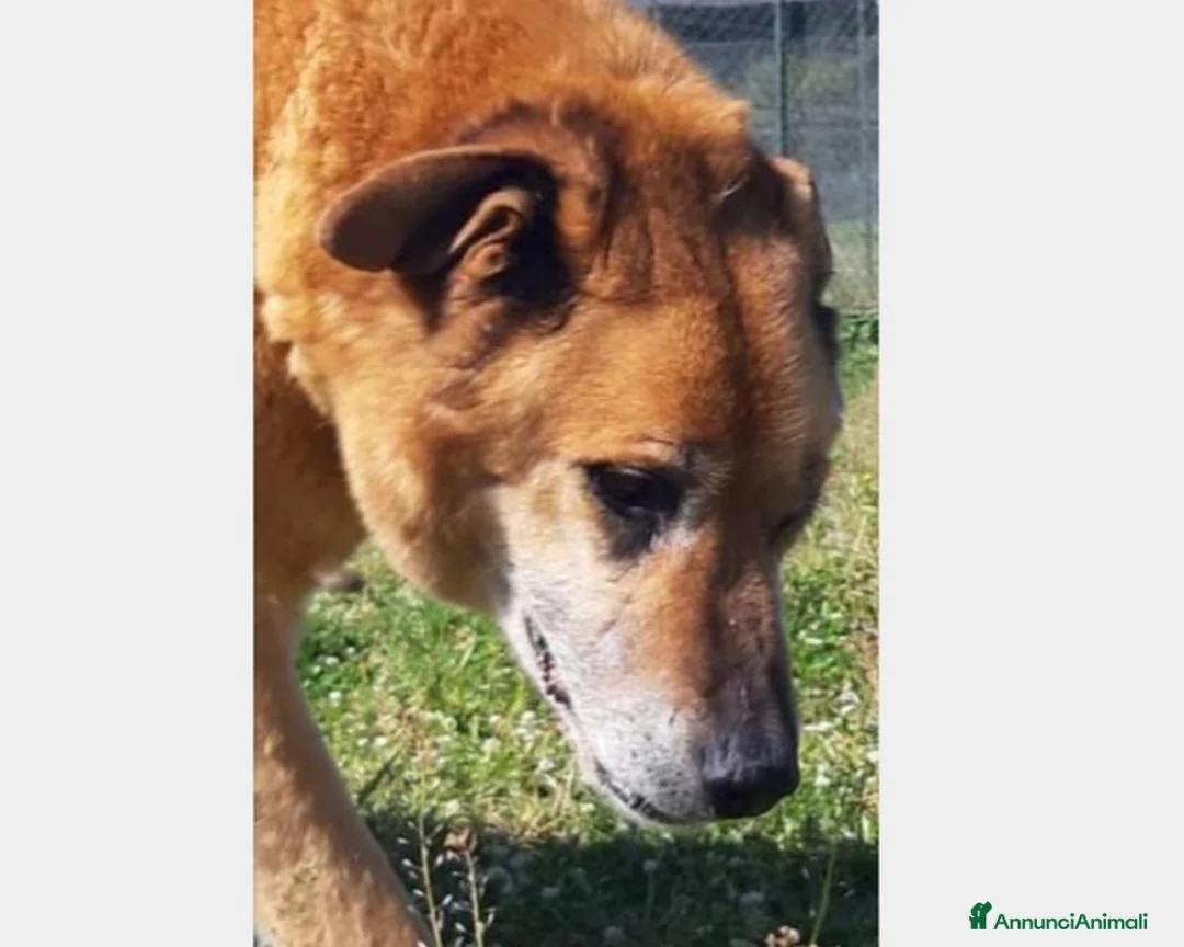Meticcio cani in regalo: Folk, super cagnolone dolcissimo  a Roma - Annuncio 5