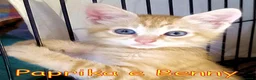 Europeo gatti in regalo: PAPRIKA E BENNY GATTINI DOLCISSIMI  - Annuncio 4
