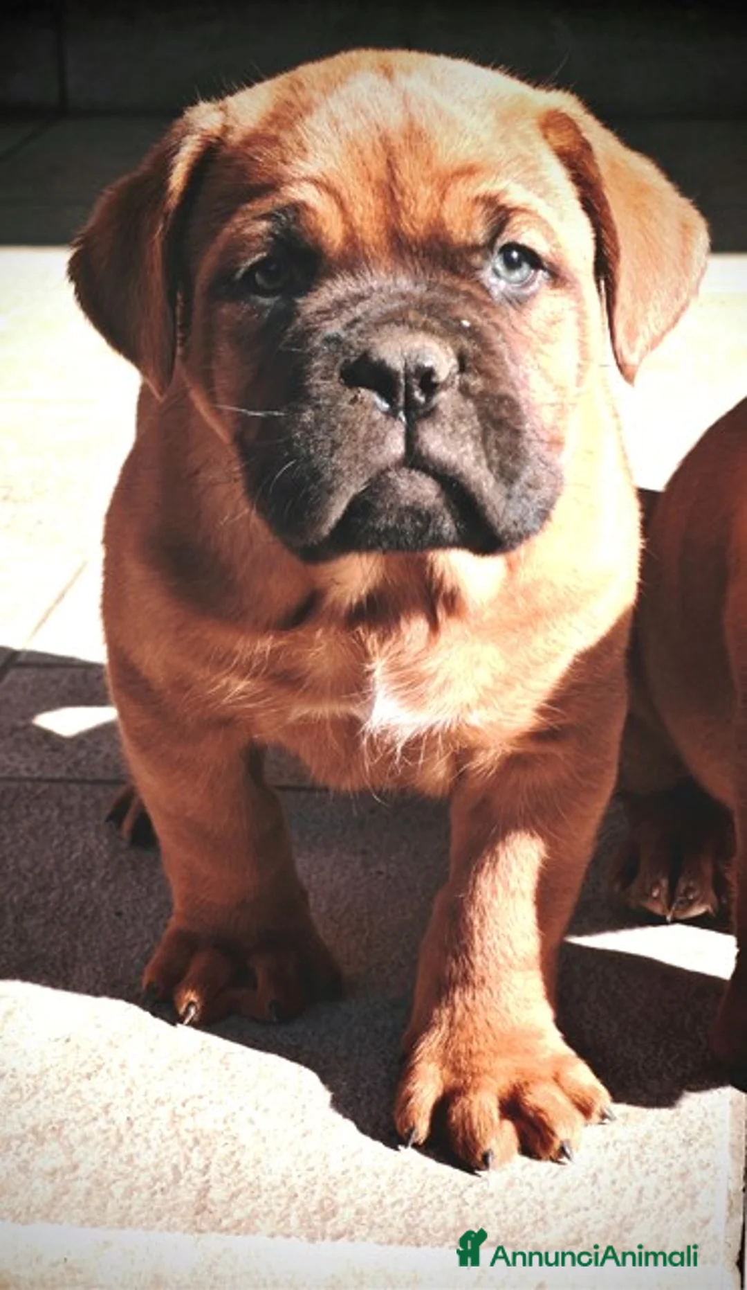 Dogue de Bordeaux cani in vendita: Dogue de Bordeaux cuccioli a Città metropolitana di Roma Capitale - Annuncio 2