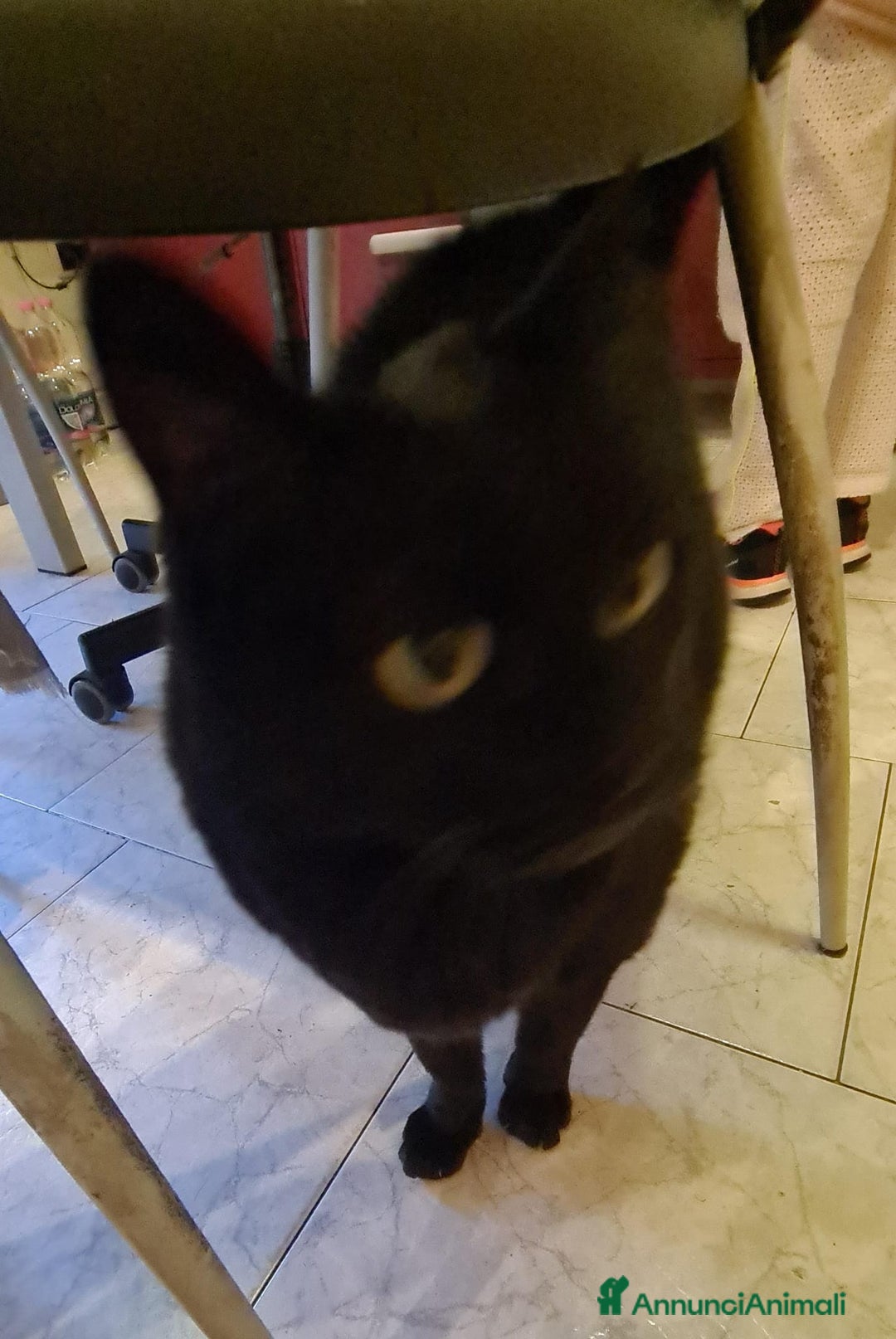 Meticcio gatti in regalo: Salem, 6 mesi, bellissimo micetto  - Annuncio 6