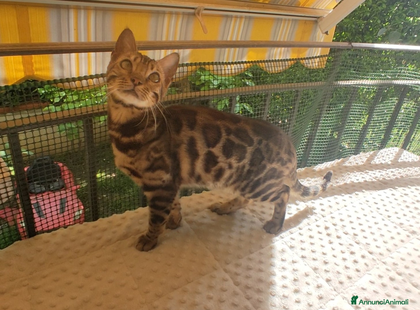 Bengala gatti Splendida gattina Bengala  - Annuncio 1