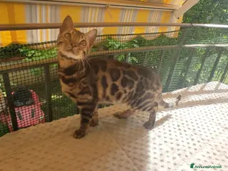 Bengala gatti Splendida gattina Bengala - Annuncio 1