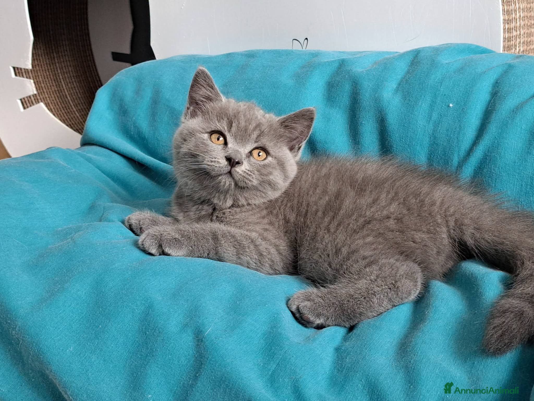 British gatti British shorhair cuccioli  - Annuncio 1
