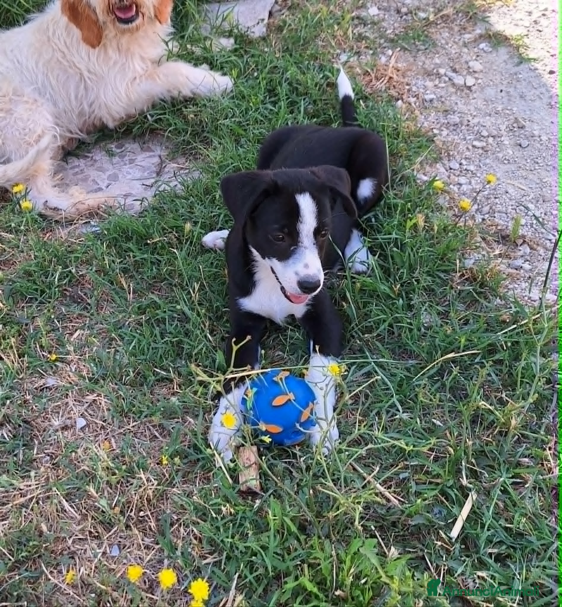 Meticcio cani Bobo cucciolo adorabile aspetta la sua mamma - Annuncio 8