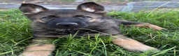 Pastore Tedesco cani in vendita: Cuccioli Pastore Tedesco linea da lavoro - Annuncio 3