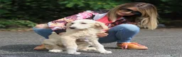 Meticcio cani in regalo: marco - Annuncio 2
