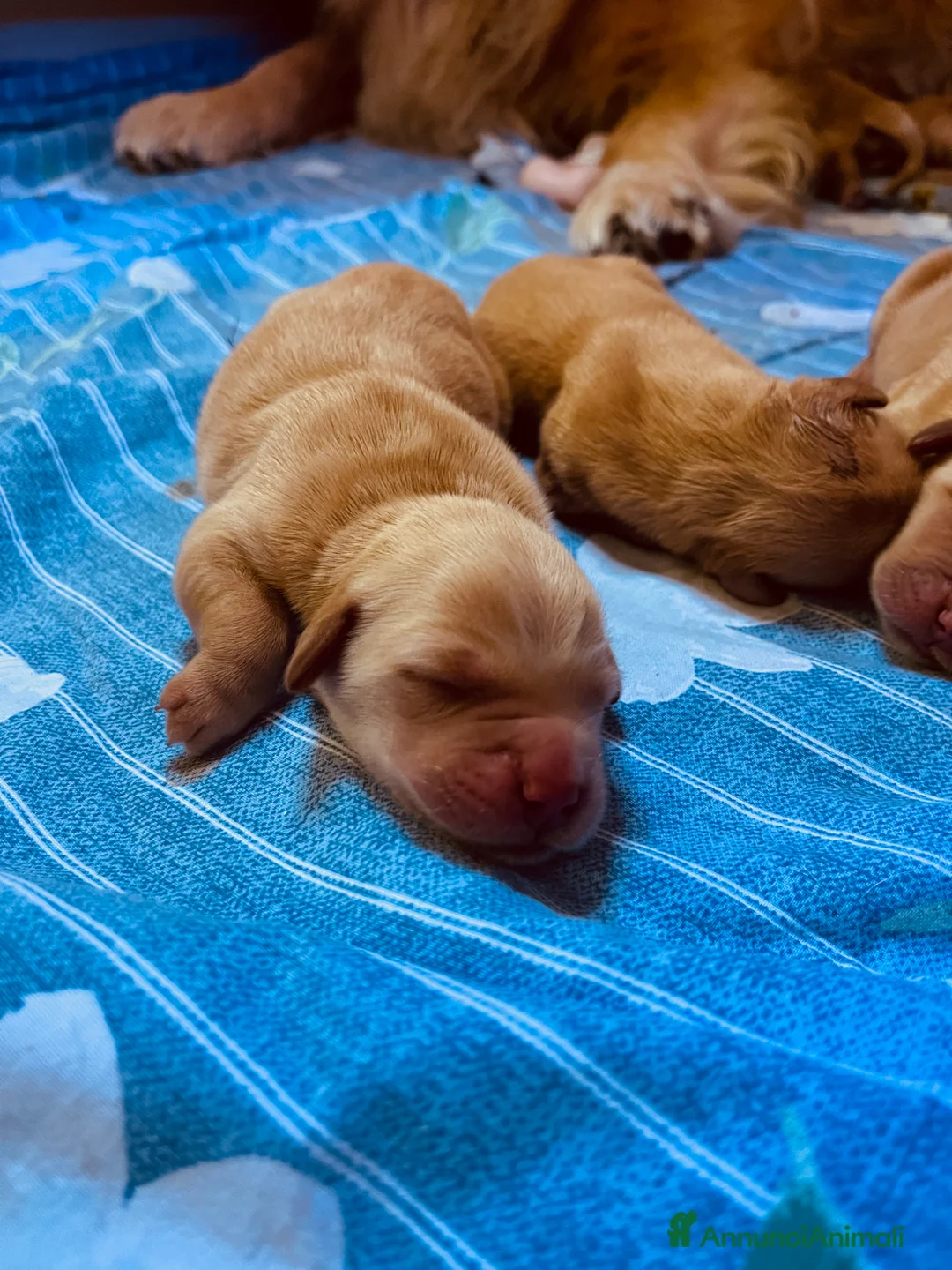 Golden Retriever cani in vendita: Cuccioli Golden Retriver 100% americani a Provincia di Verona - Annuncio 2