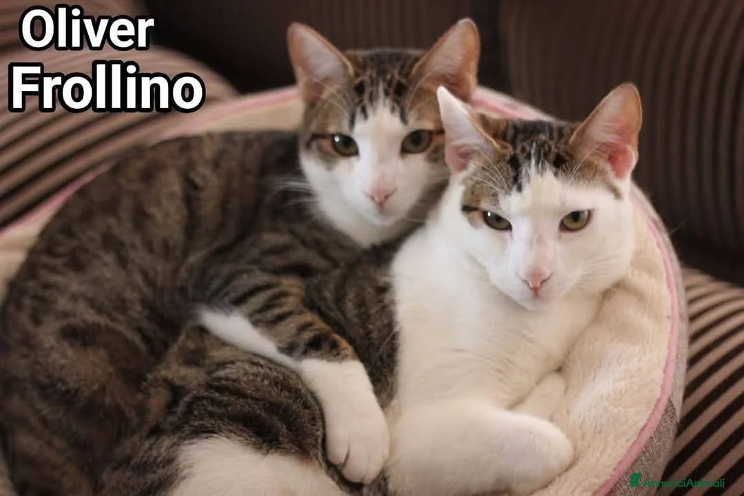 Europeo gatti in regalo: 2mici meravigliosi ed inseparabili. ROMA SOS CASA a Città metropolitana di Milano - Annuncio 6