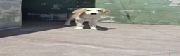 Meticcio cani in regalo: Kody, taglia media! (20-25kg) - Annuncio 4