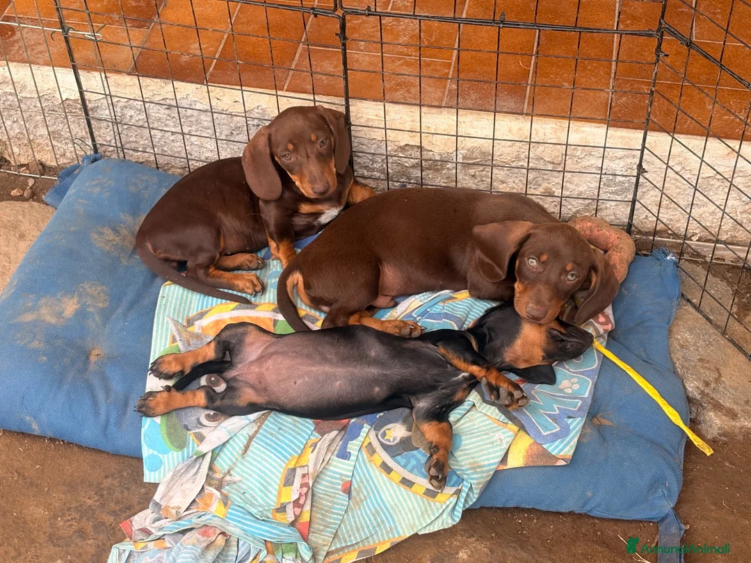 Bassotto cani in vendita: Bassotti - Annuncio 12
