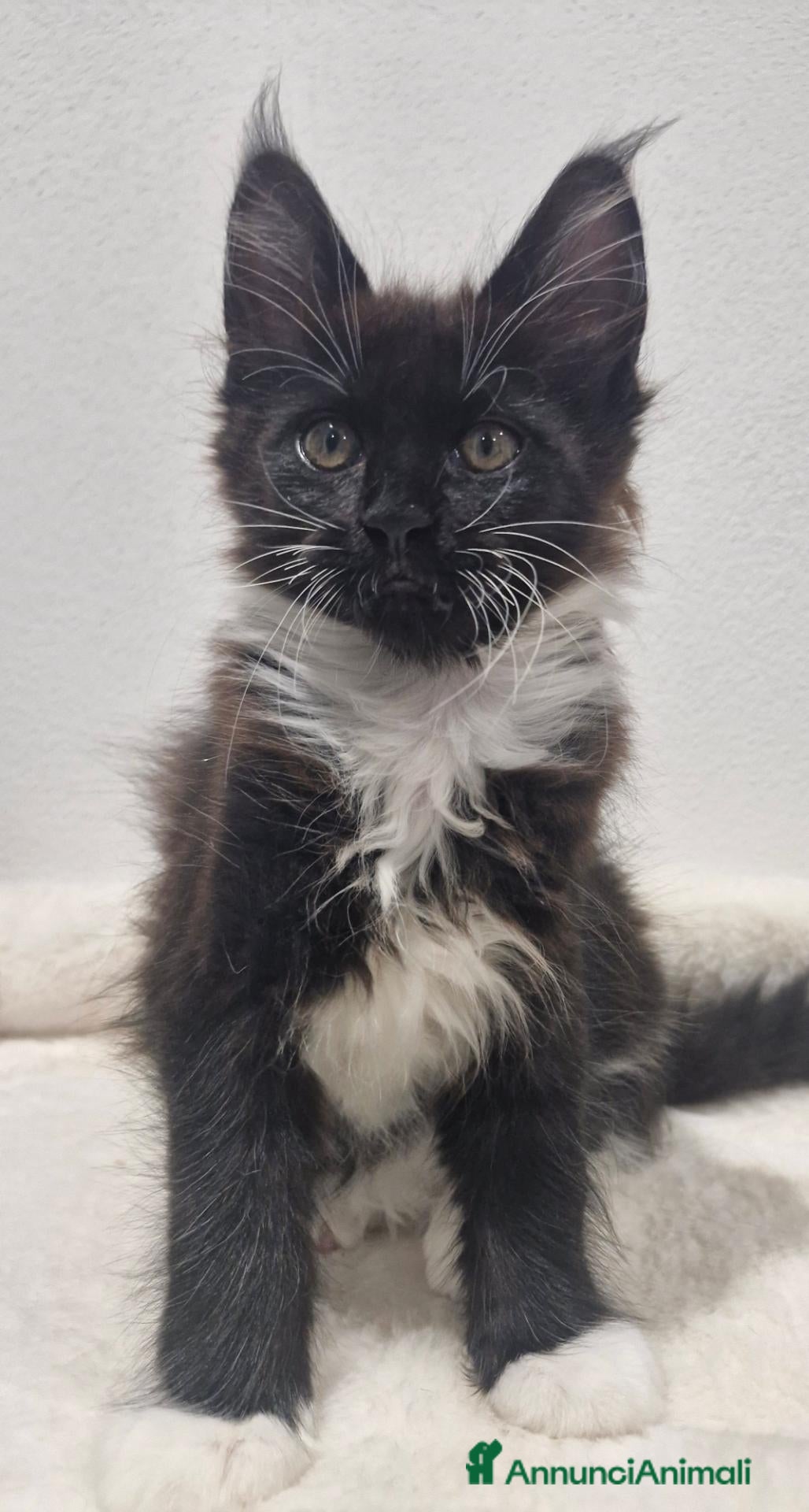 Maine Coon gatti Unica signorina - Annuncio 6