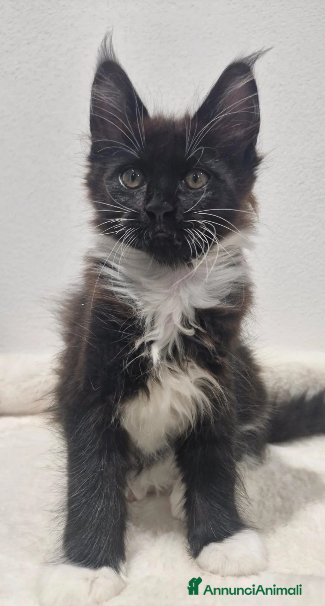Maine Coon gatti in vendita: Unica signorina - Annuncio 1