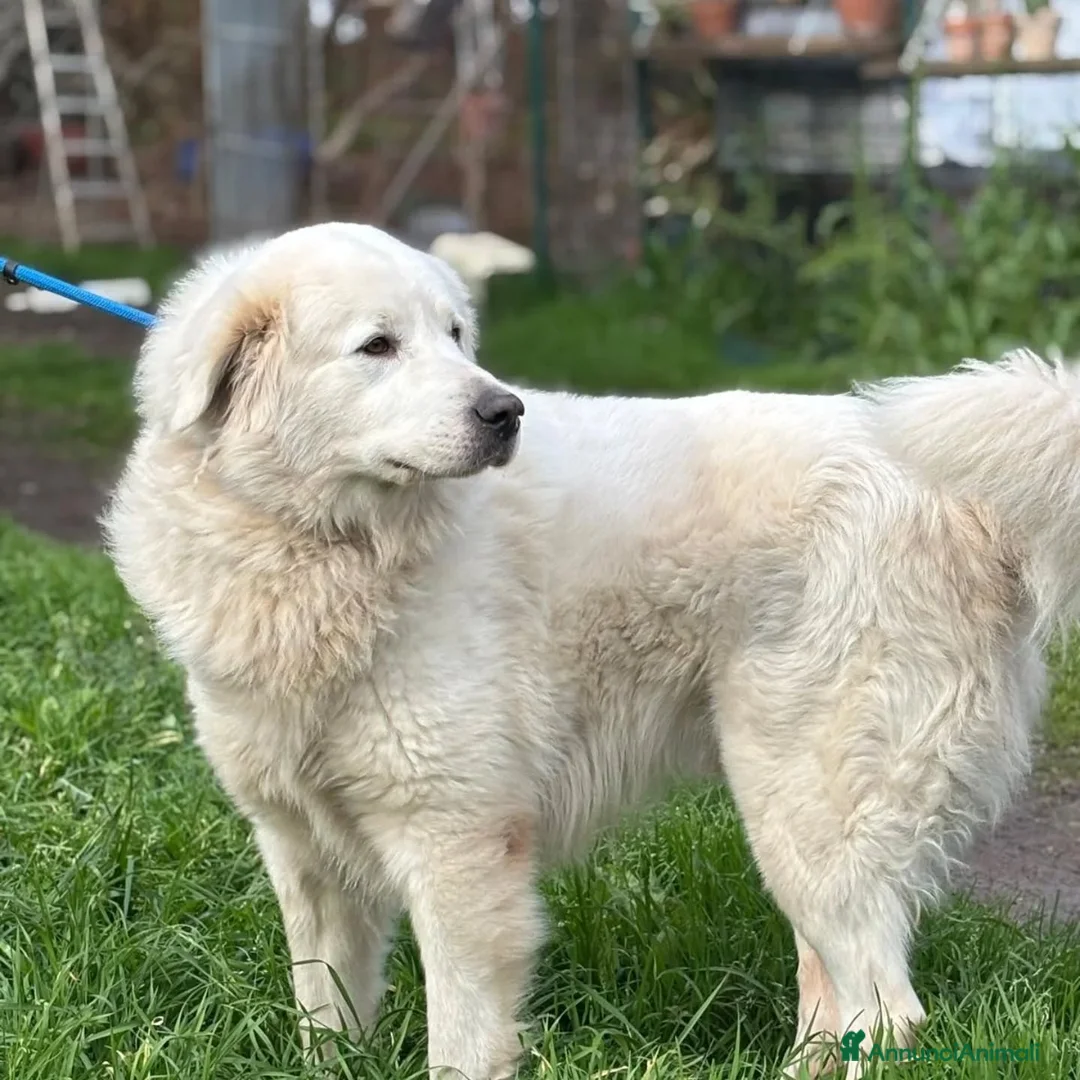 Pastore Maremmano cani in regalo: LUCKY 5 anni cerca casa - rinuncia di proprietà - Annuncio 3