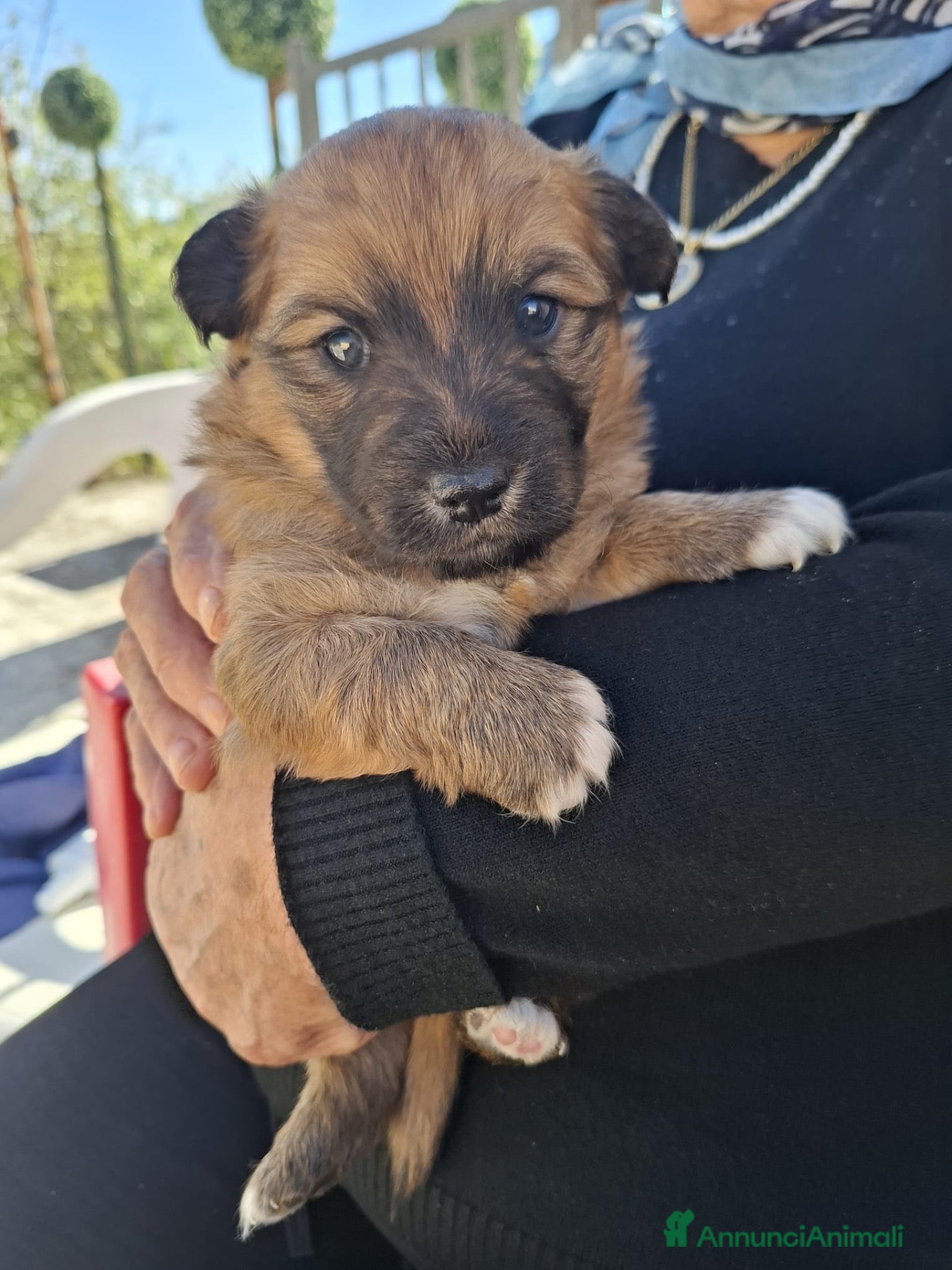 Meticcio cani PESCA CERCA CASA 🏡  - Annuncio 5