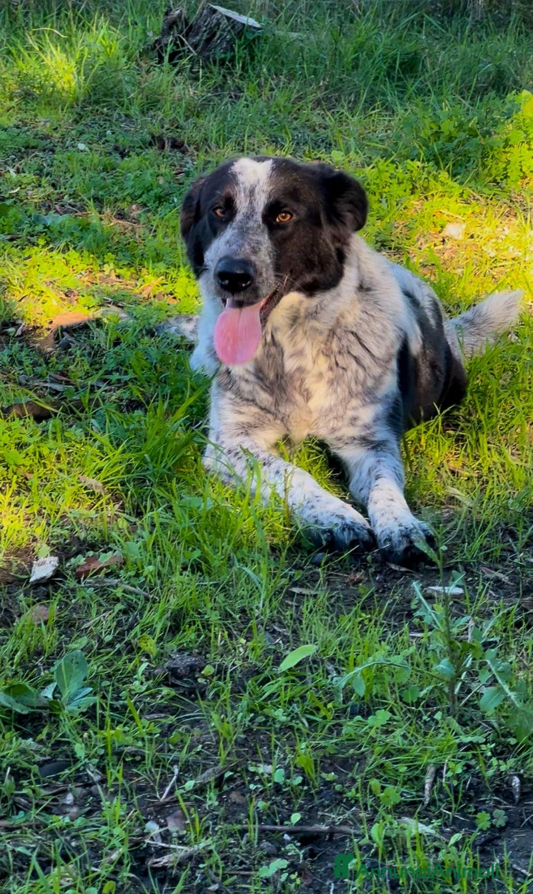 Meticcio cani in regalo: SERENA 🩷 - super cucciola mix pastore, cerca casa - Annuncio 6