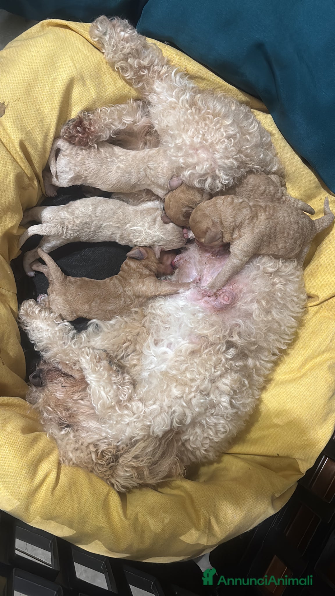 Barboncino cani Barboncini - Annuncio 1