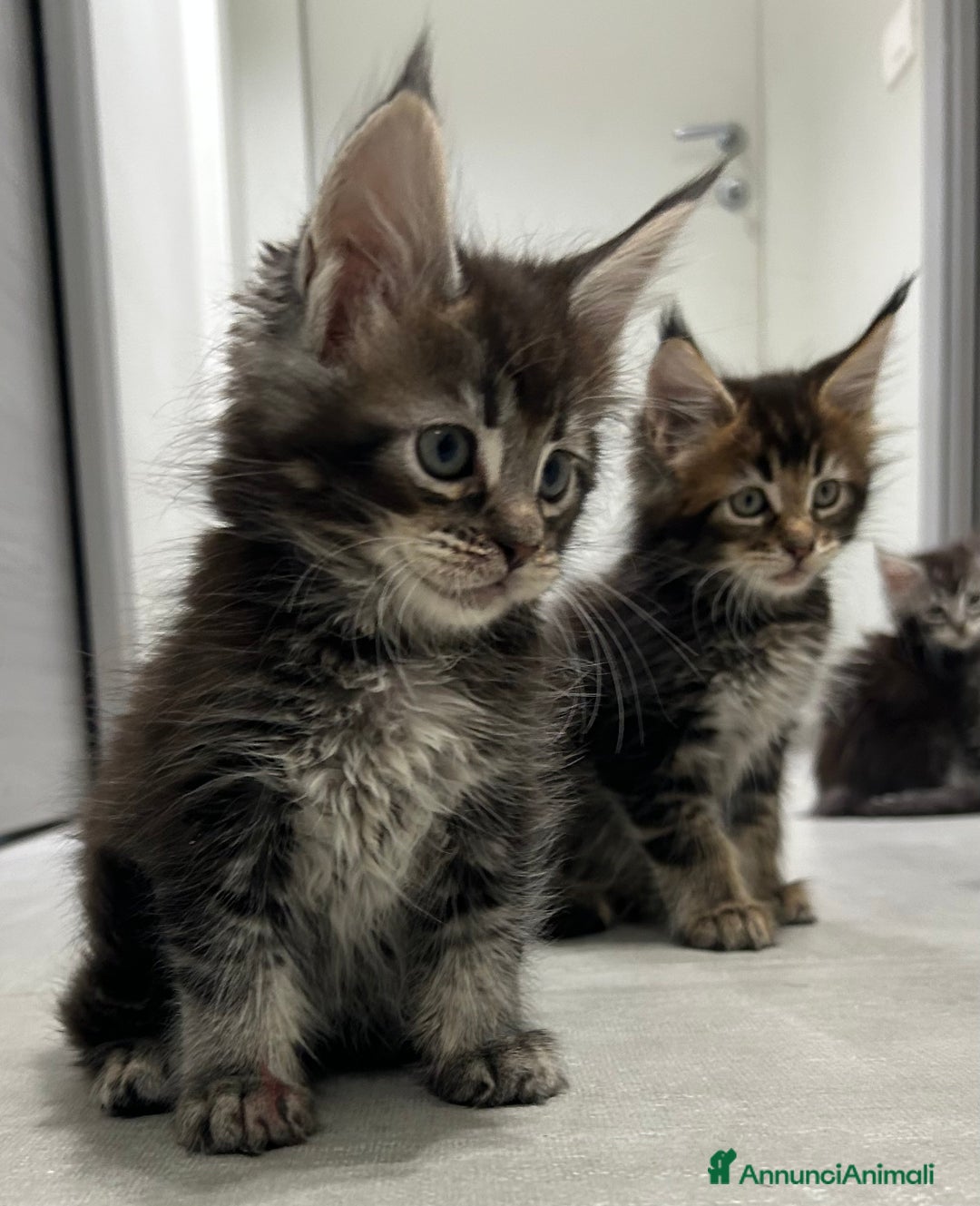 Maine Coon gatti in vendita: Maine Coon con pedigree  - Annuncio 4