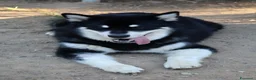Alaskan Malamute cani per accoppiamento: Alaskan malamute a Provincia di Livorno - Annuncio 11