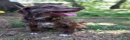 Meticcio cani in regalo: BACIO, 12 chili, dolce come un BACIO  - Annuncio 2