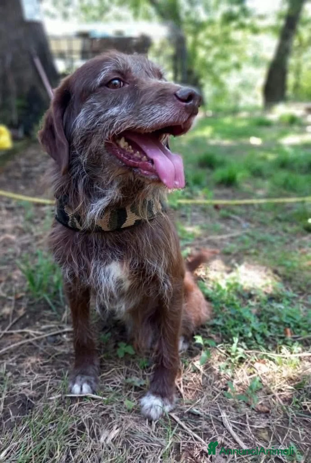 Meticcio cani in regalo: BACIO, 12 chili, dolce come un BACIO  - Annuncio 2