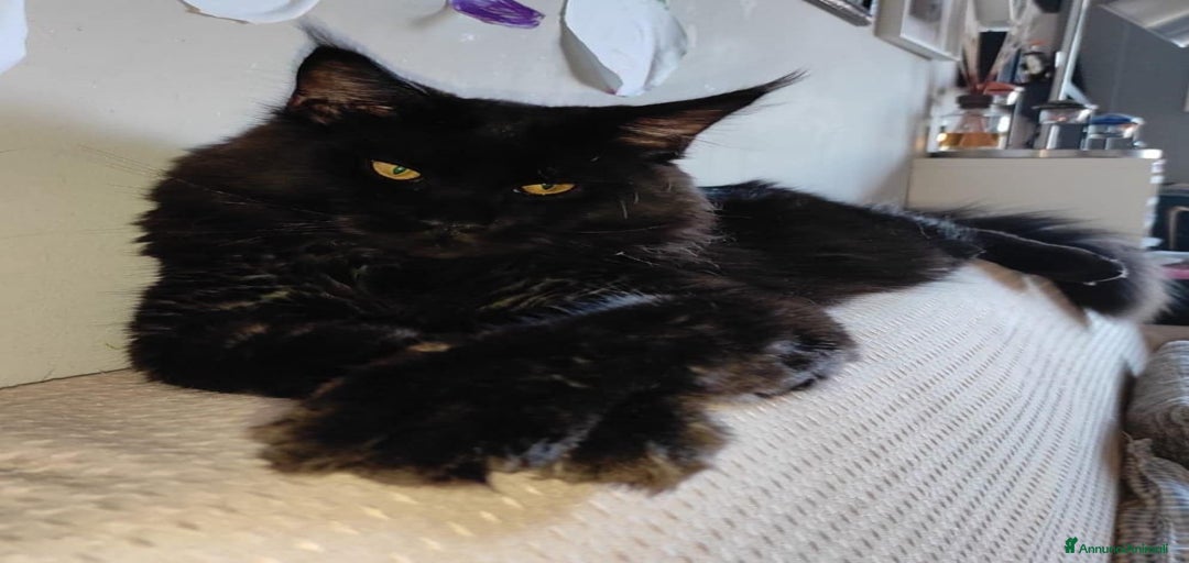 Immagine della galleria {{count}}