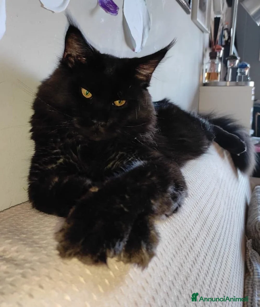 Immagine della galleria {{count}}