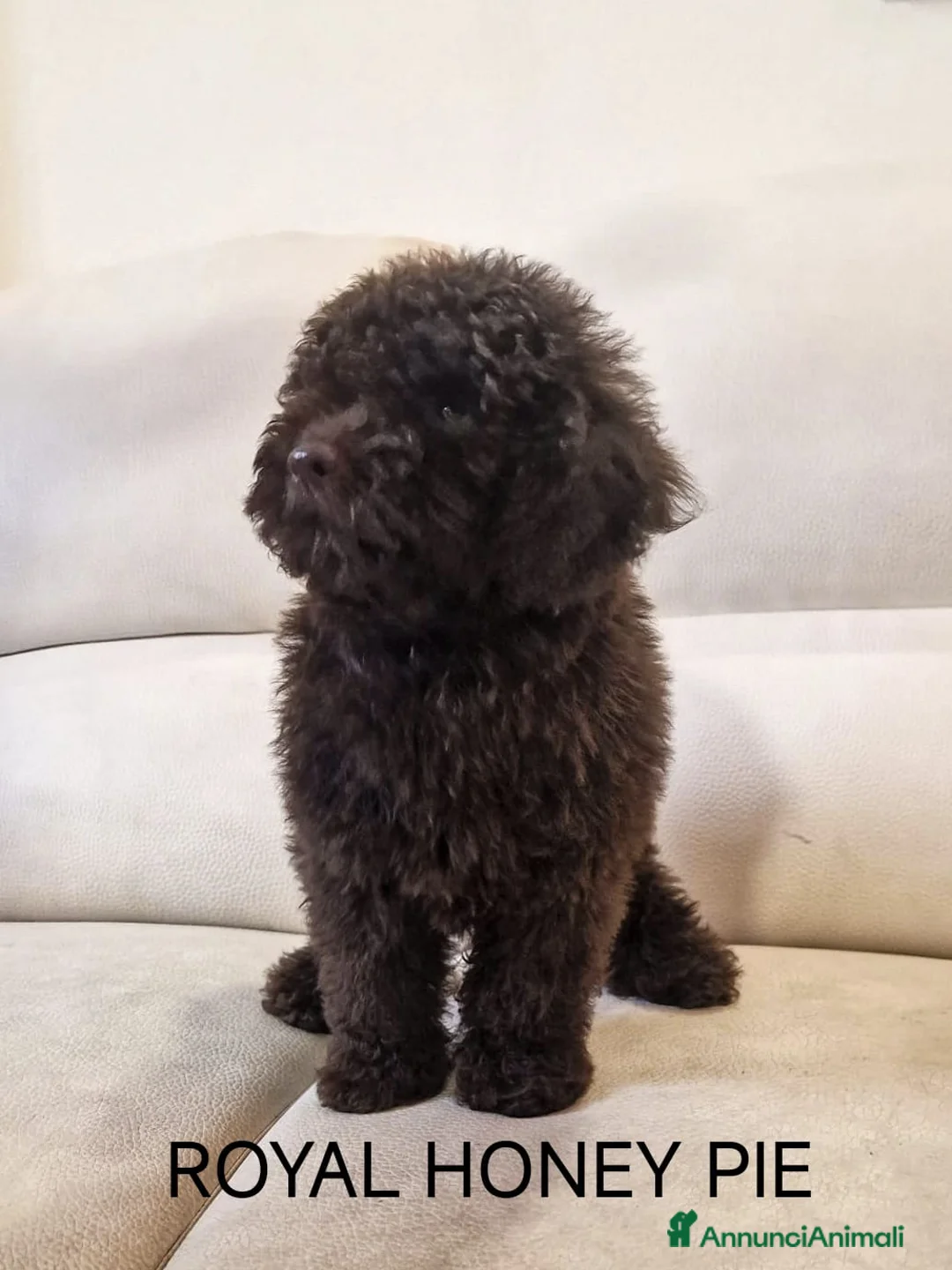 Barbone cani in vendita: Barboncino Toy e nano - Annuncio 1